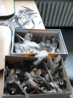 DSC08141.JPG